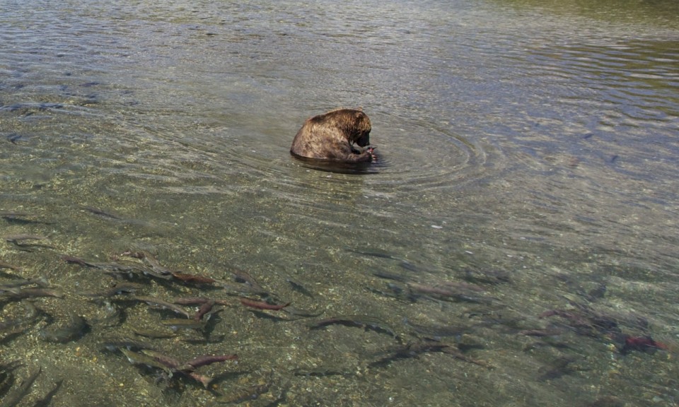 Brown bear in Ozernaya River, Kamtchatka, Russia