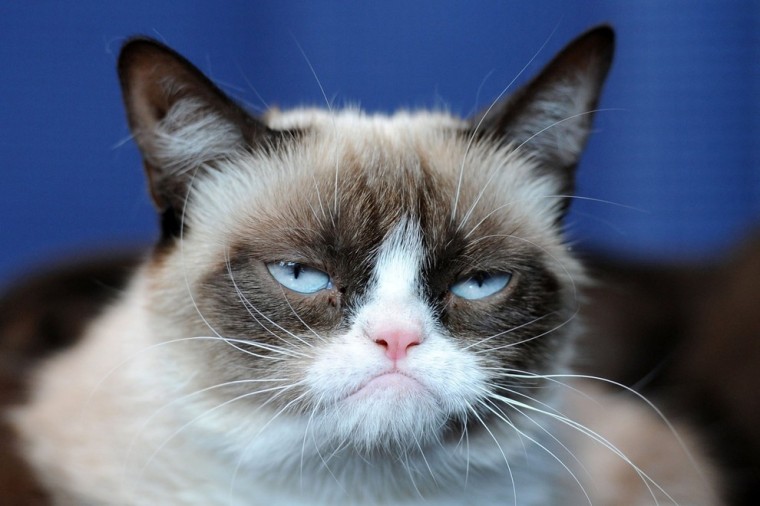 GrumpyCat02