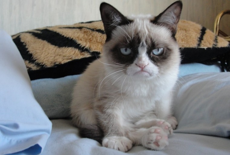 GrumpyCat03