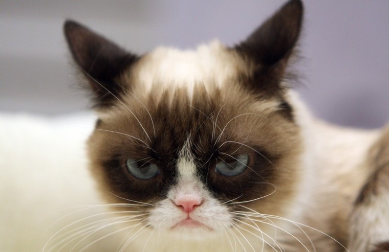 GrumpyCat04