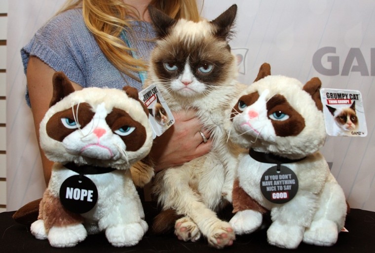 GrumpyCat10