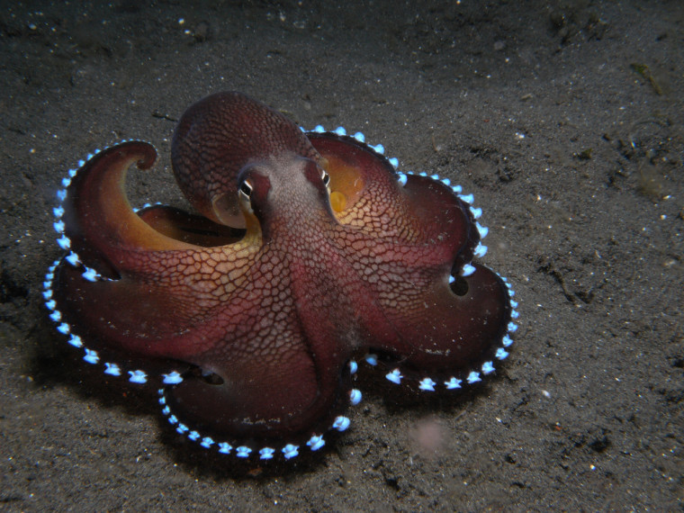 kokosovyj os'minog Coconut Octopus